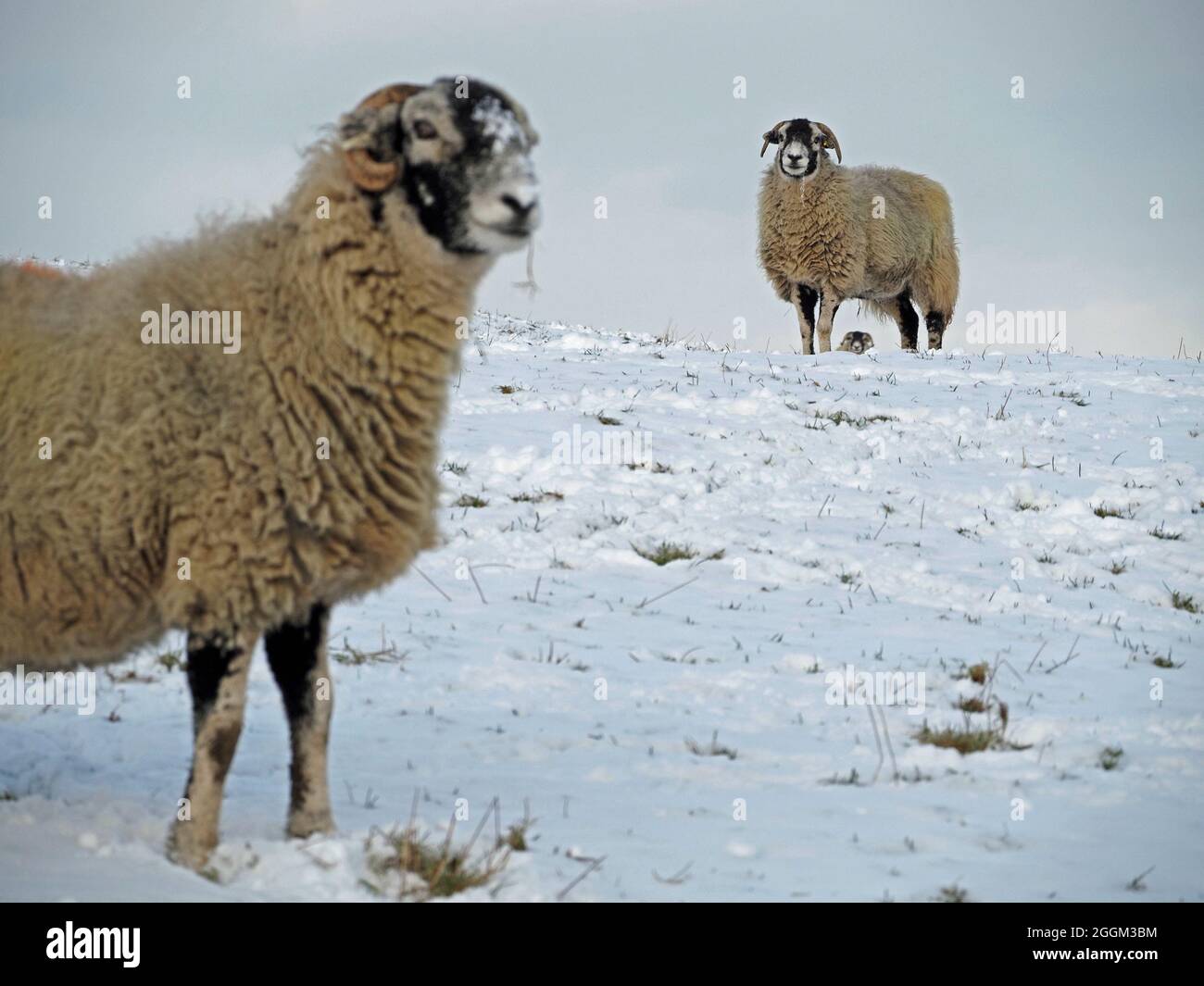3 tre pecore di collina orsata hardy con fuoco differenziale in coperta profonda di Cumbria di neve d'inverno, Inghilterra, Regno Unito Foto Stock