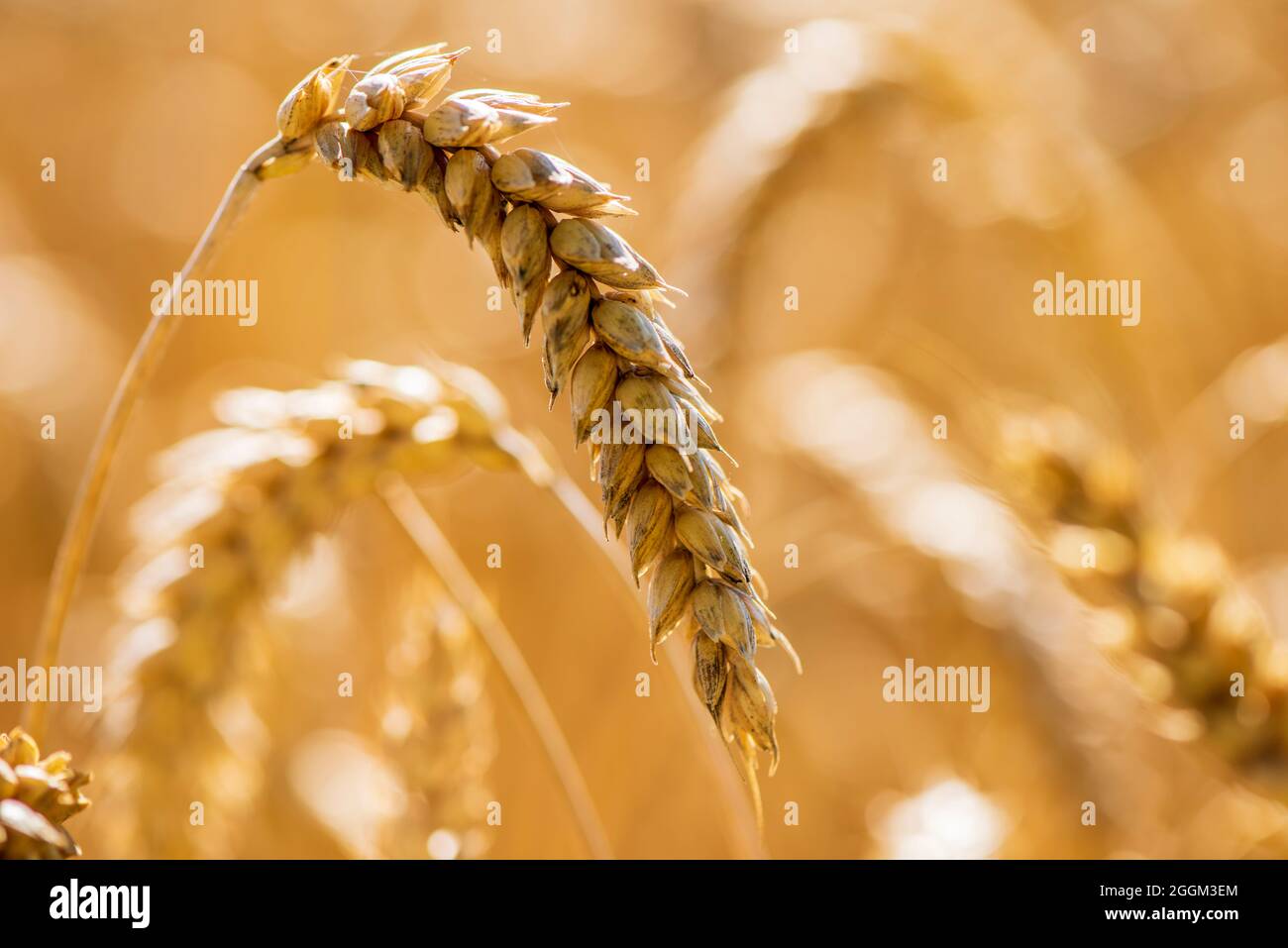 Il grano in un campo Foto Stock