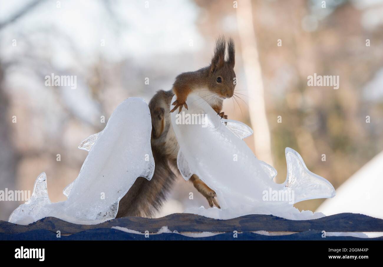 Lo scoiattolo è la scalata di un pesce del ghiaccio Foto Stock