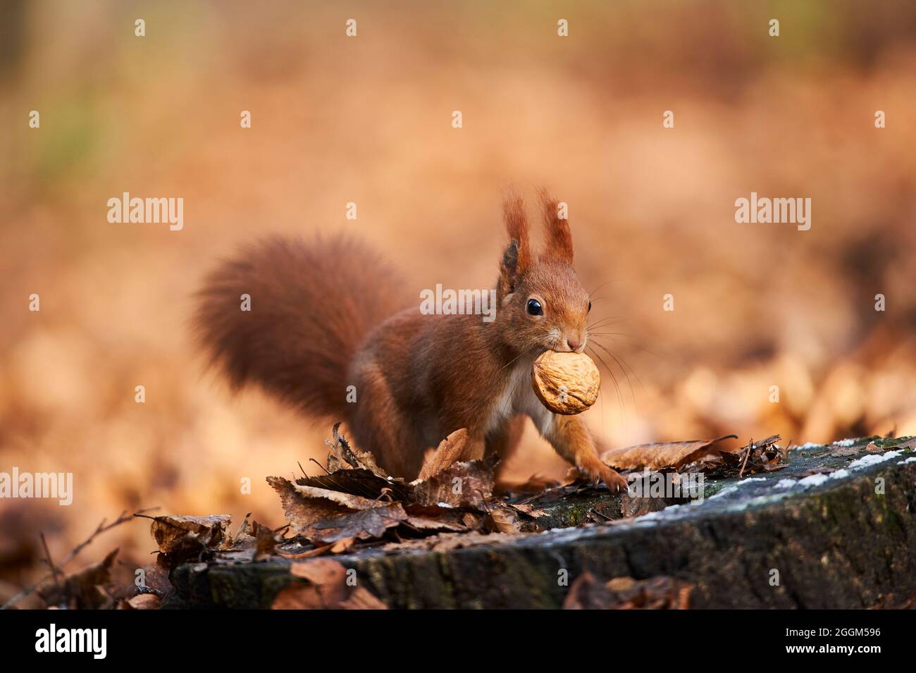 Scoiattolo rosso eurasiatico (Sciurus vulgaris), pavimento forestale, sit, noci, mangiare Foto Stock