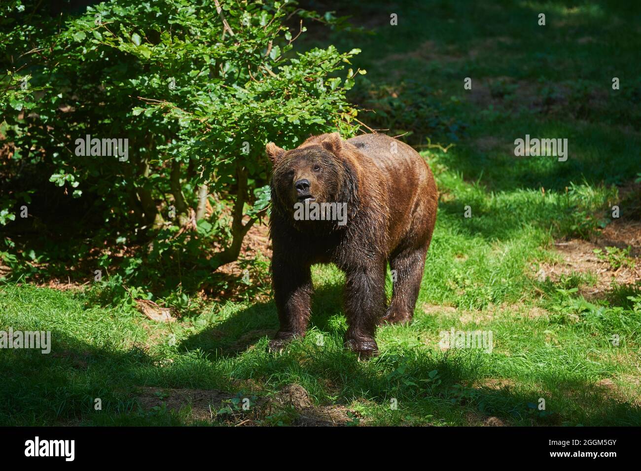 Orso bruno eurasiatico (Ursus arctos arctos), bordo della foresta, in piedi Foto Stock