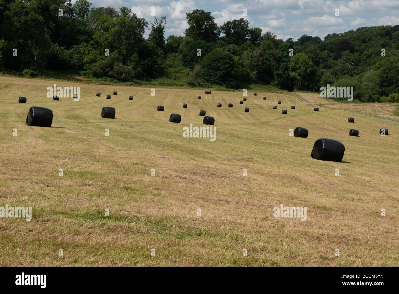 Sacchi per insilato in un campo vicino a Llandeilo, Carmarthanshire, Galles, Regno Unito Foto Stock