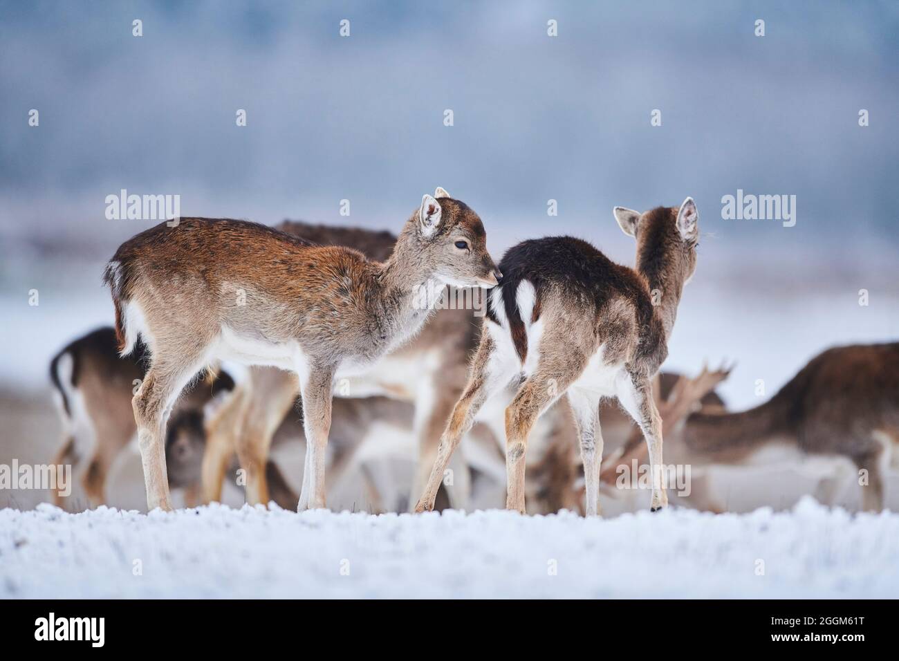 Daini (Dama dama), inverno, prato, in piedi, lateralmente Foto Stock