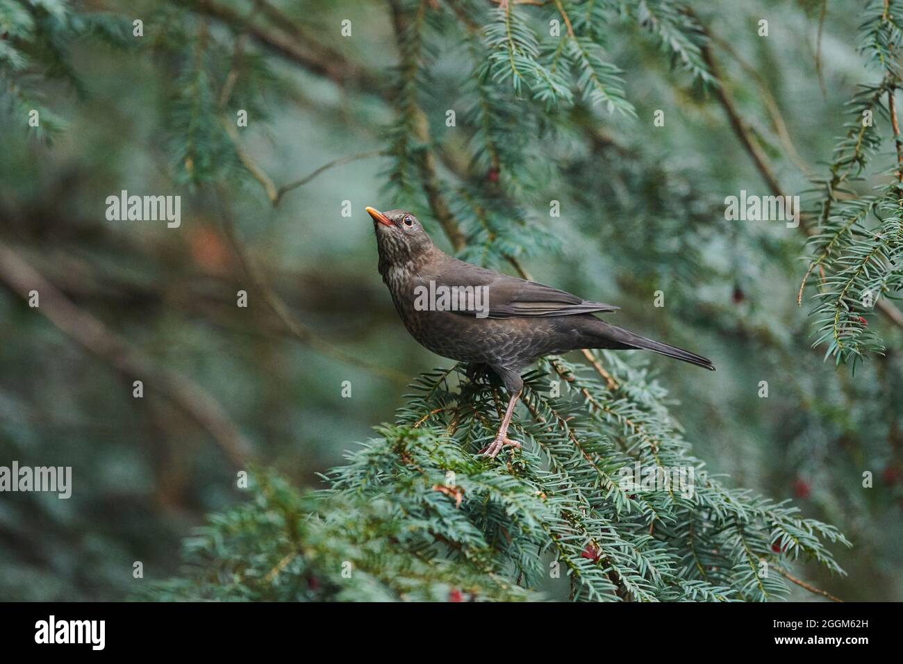 Blackbird (Turdus merula), femmina, ramo, lateralmente, seduto Foto Stock