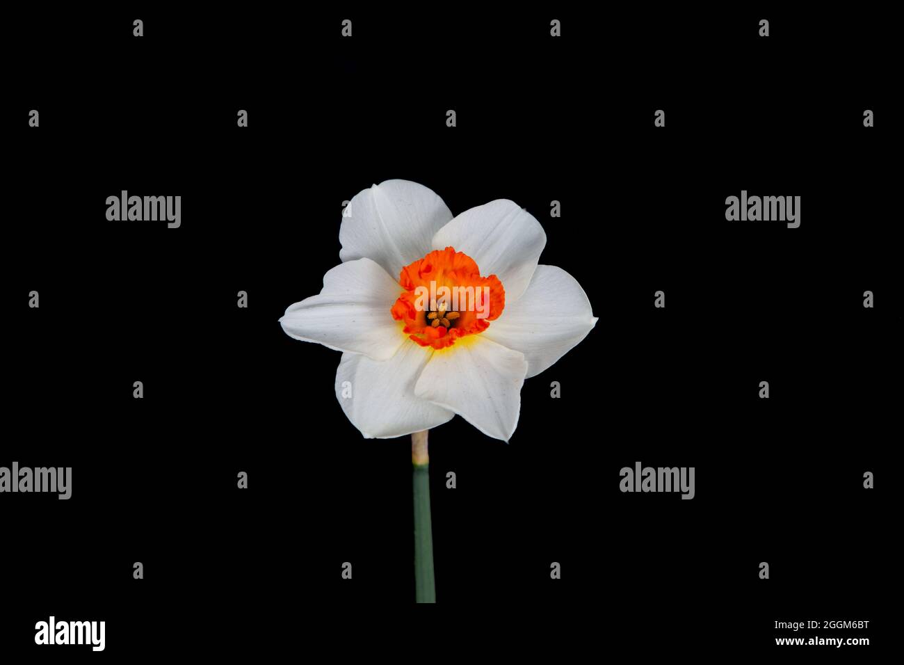 Bella primavera bianco daffodil isolato su uno sfondo nero Foto Stock