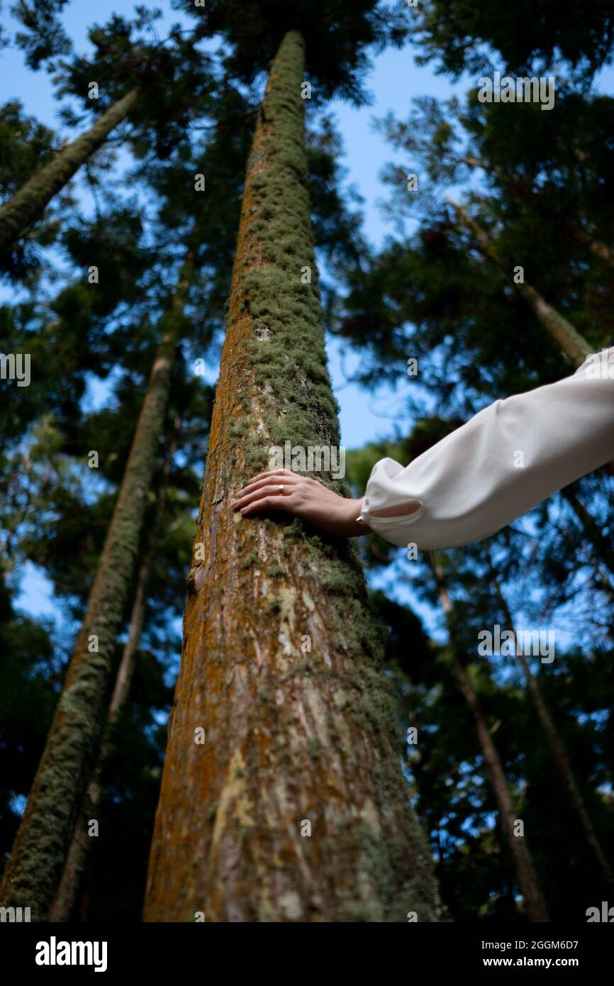 Donna palmante grande trunk di albero musy prospettiva inferiore, con camicia di seta bianca. Scena natura pura. Foto Stock