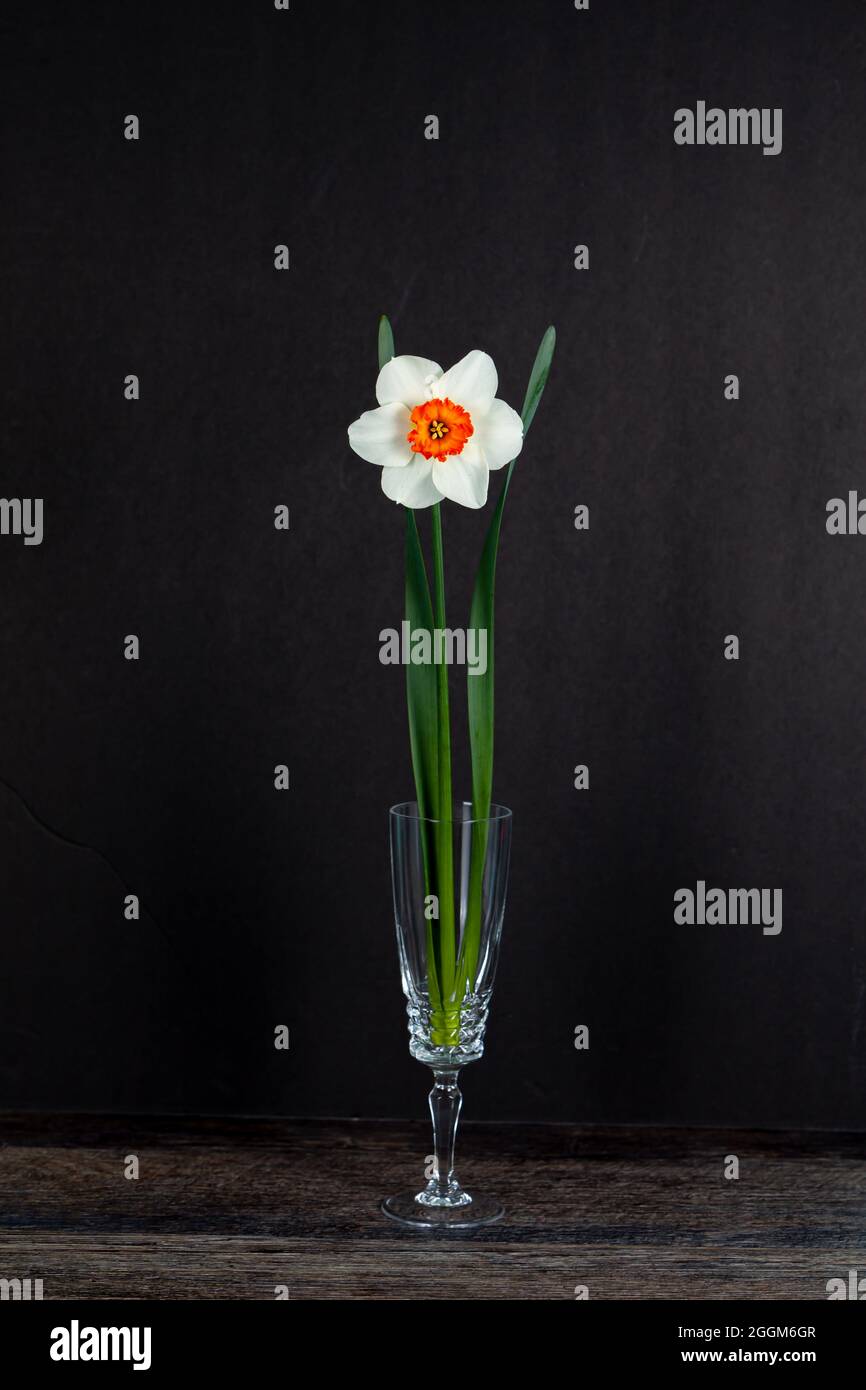 Bella primavera bianco daffodil isolato su uno sfondo nero Foto Stock