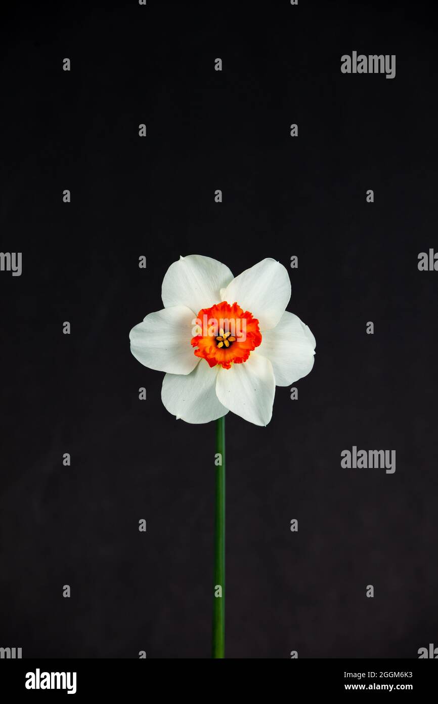 Bella primavera bianco daffodil isolato su uno sfondo nero Foto Stock