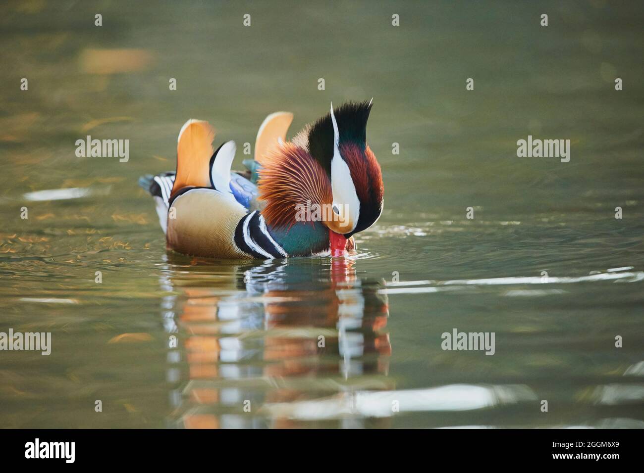 Anatra mandarino (Aix galericulata), drake, lago, lateralmente, nuoto Foto Stock