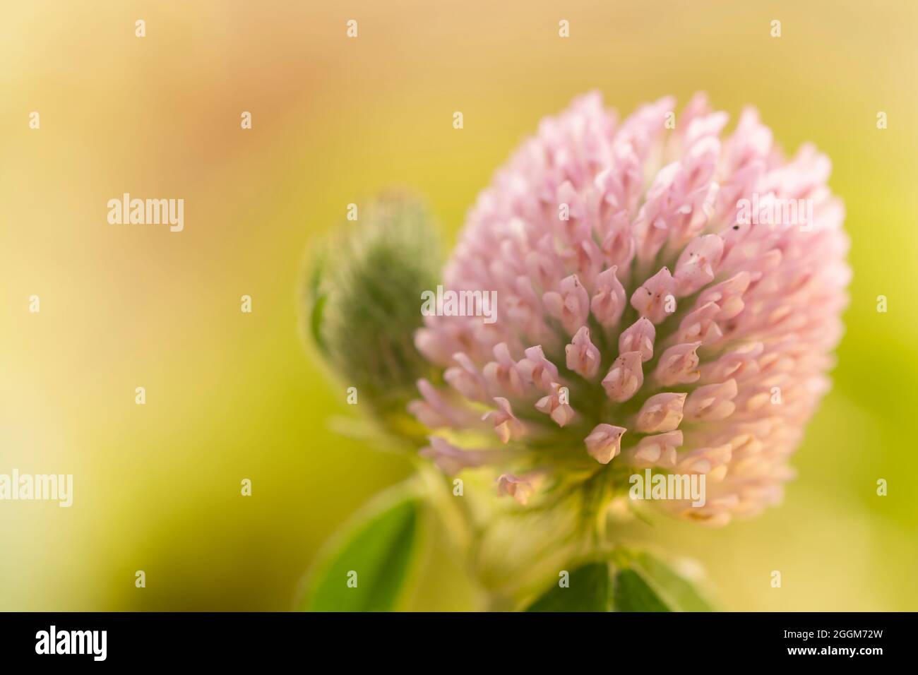 Extreme CloseUp di un fiore di trifoglio Foto Stock