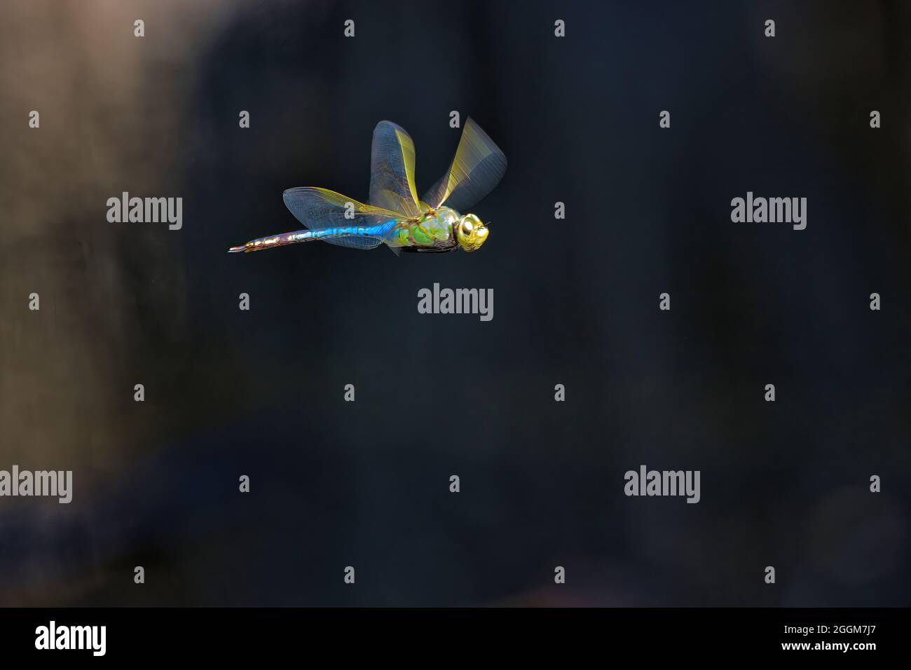 Primo piano di una libellula che si aggrappa a mezz'aria. Foto Stock