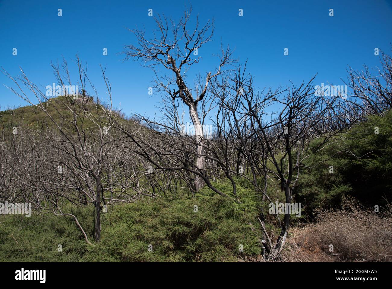 Cinque anni dopo l'incendio della foresta nell'altopiano di la Gomera del 2012 agosto, tra tronchi bruciati, cresce del verde. Foto Stock