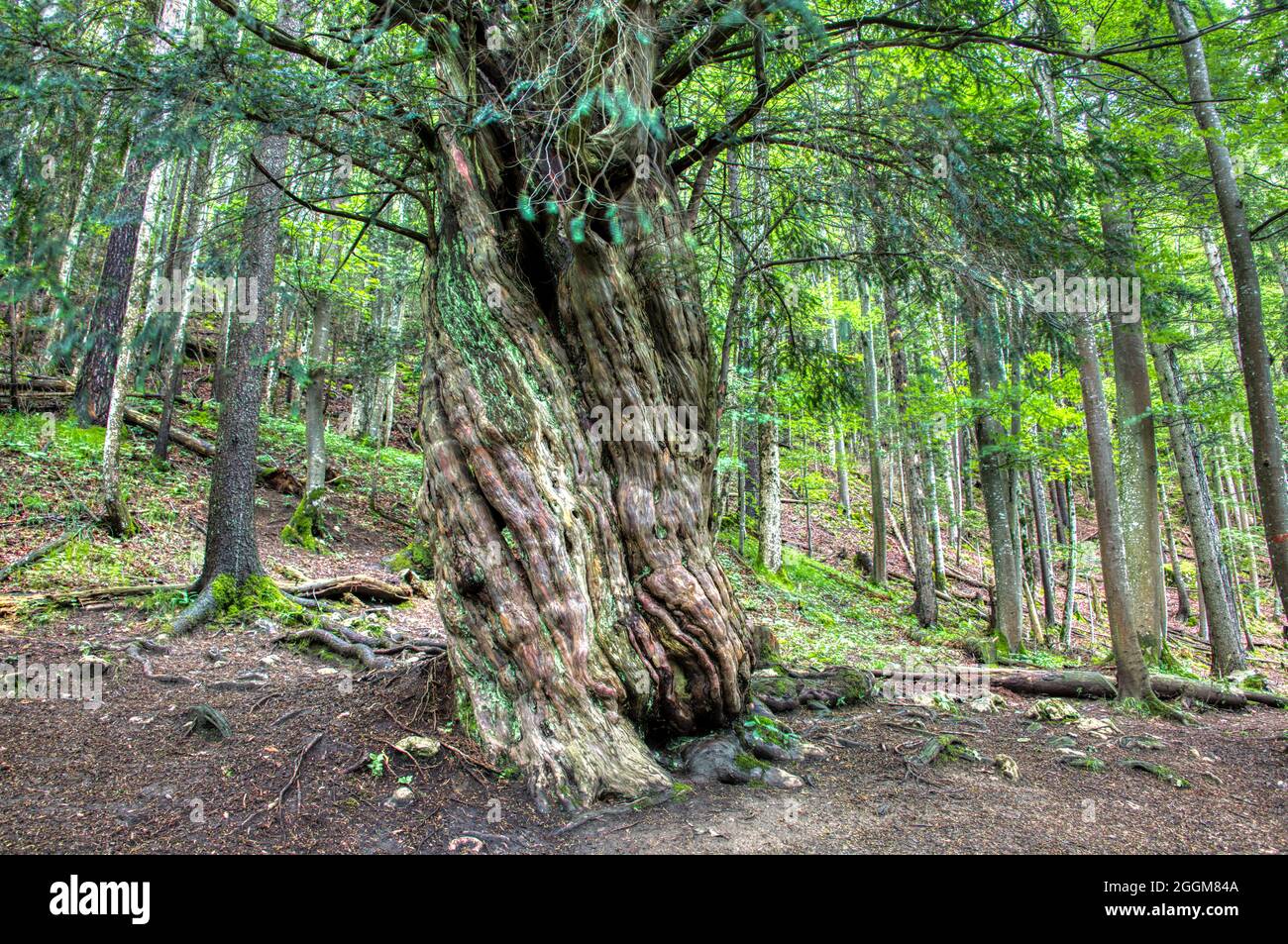 albero di tasso di 1500 anni Foto Stock