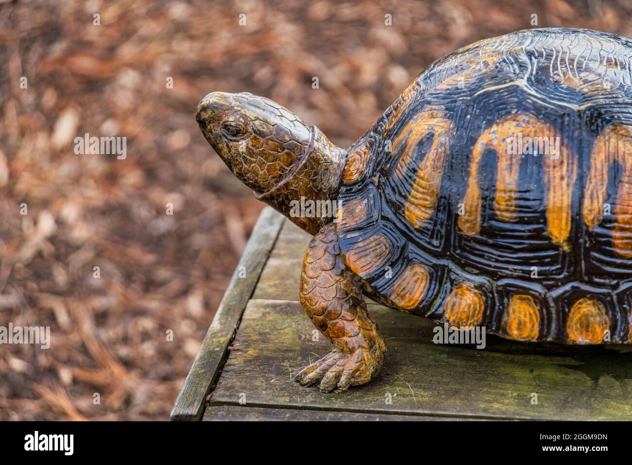 Una scultura di tartaruga su una panchina al Centro Naturale del Nord Carolina Occidentale ad Asheville. Foto Stock