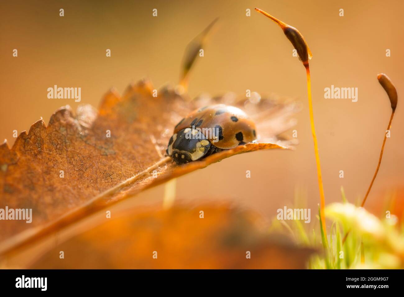 Ladybug su una foglia con moss fiori Foto Stock