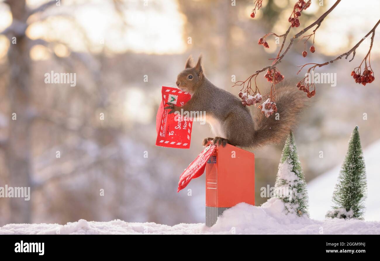 scoiattolo rosso su una cassetta delle lettere che contiene una lettera di natale Foto Stock