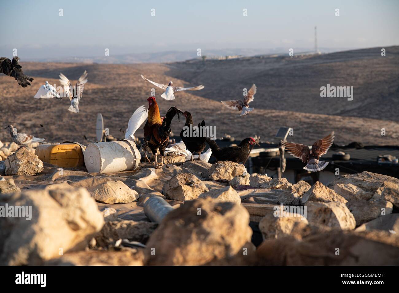 Dal 2004 i bambini del villaggio di Tuba stanno andando a scuola nel vicino villaggio di AT-Tuwani, 2.6 km di distanza - mentre sono stati condotti da un attivista ebraico e un veicolo delle forze di difesa israeliane per proteggerli dagli attacchi violenti da parte dei coloni ebrei religiosi dall'avamposto illegale di Maon Farm, che si trova sul loro cammino verso la scuola. Palestina / Israele, a sud di Hebron. 31 agosto 2021. (Foto di Matan Golan/Alamy Live News) Foto Stock