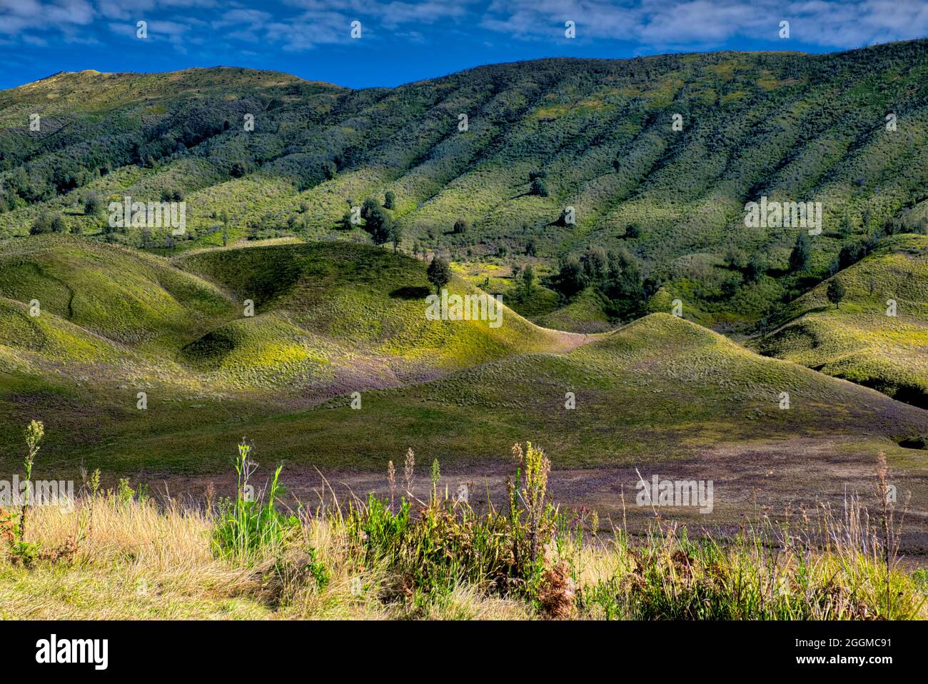 Il Monte bromo (indonesiano: Gunung bromo), è un vulcano attivo e fa parte del massiccio del Tengger, in Giava Orientale, Indonesia. A 2,329 metri (7,641 piedi) è Foto Stock