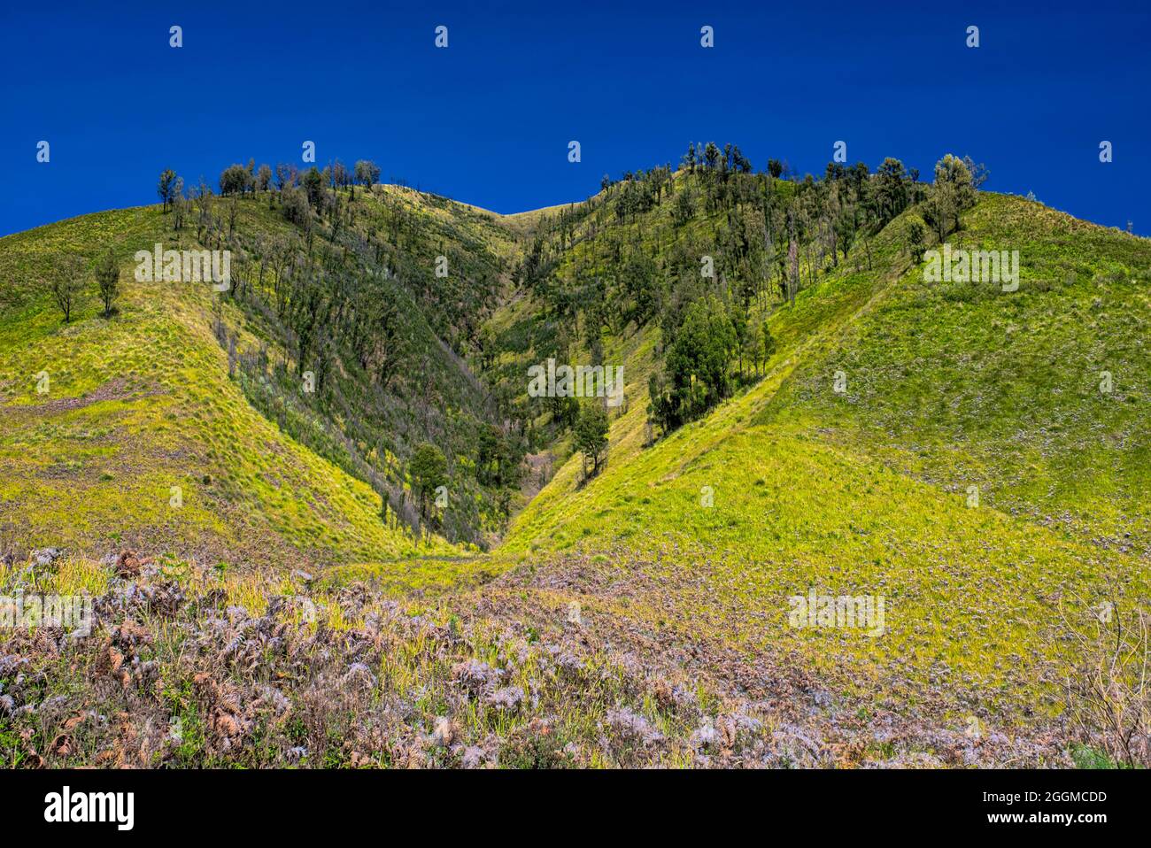 Il Monte bromo (indonesiano: Gunung bromo), è un vulcano attivo e fa parte del massiccio del Tengger, in Giava Orientale, Indonesia. A 2,329 metri (7,641 piedi) è Foto Stock