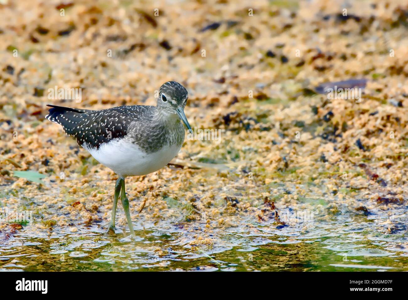 Un sanspiper solitario "Tringa solitaria", che invecchia cibo lungo il bordo delle acque in un'area paludosa presso il lungomare dei castori a Hinton Alberta Canada. Foto Stock