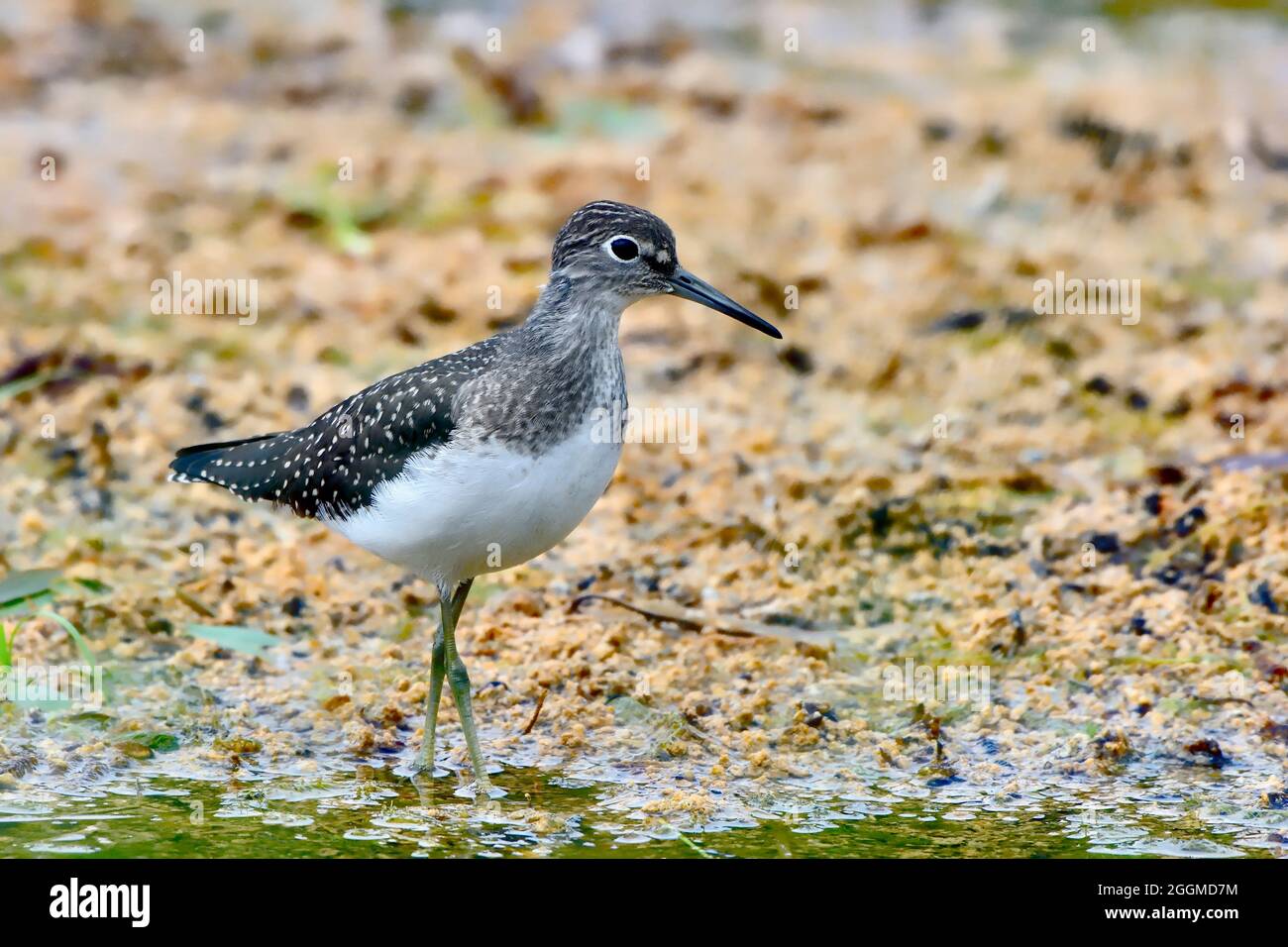 Un solitario sanspiper 'Tringa solitaria', foraging in acque poco profonde al lungomare castoro in Hinton Alberta Canada. Foto Stock