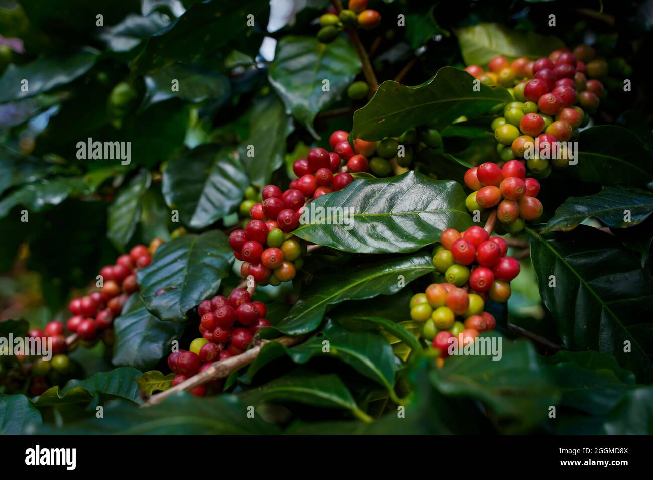 Ramo rosso crudo o maturo di arabica e robusta e fagioli di bacche di caffè biologico sull'albero. Coltivatore frutta in fattoria a Java. Caffè albero le piantagioni Foto Stock