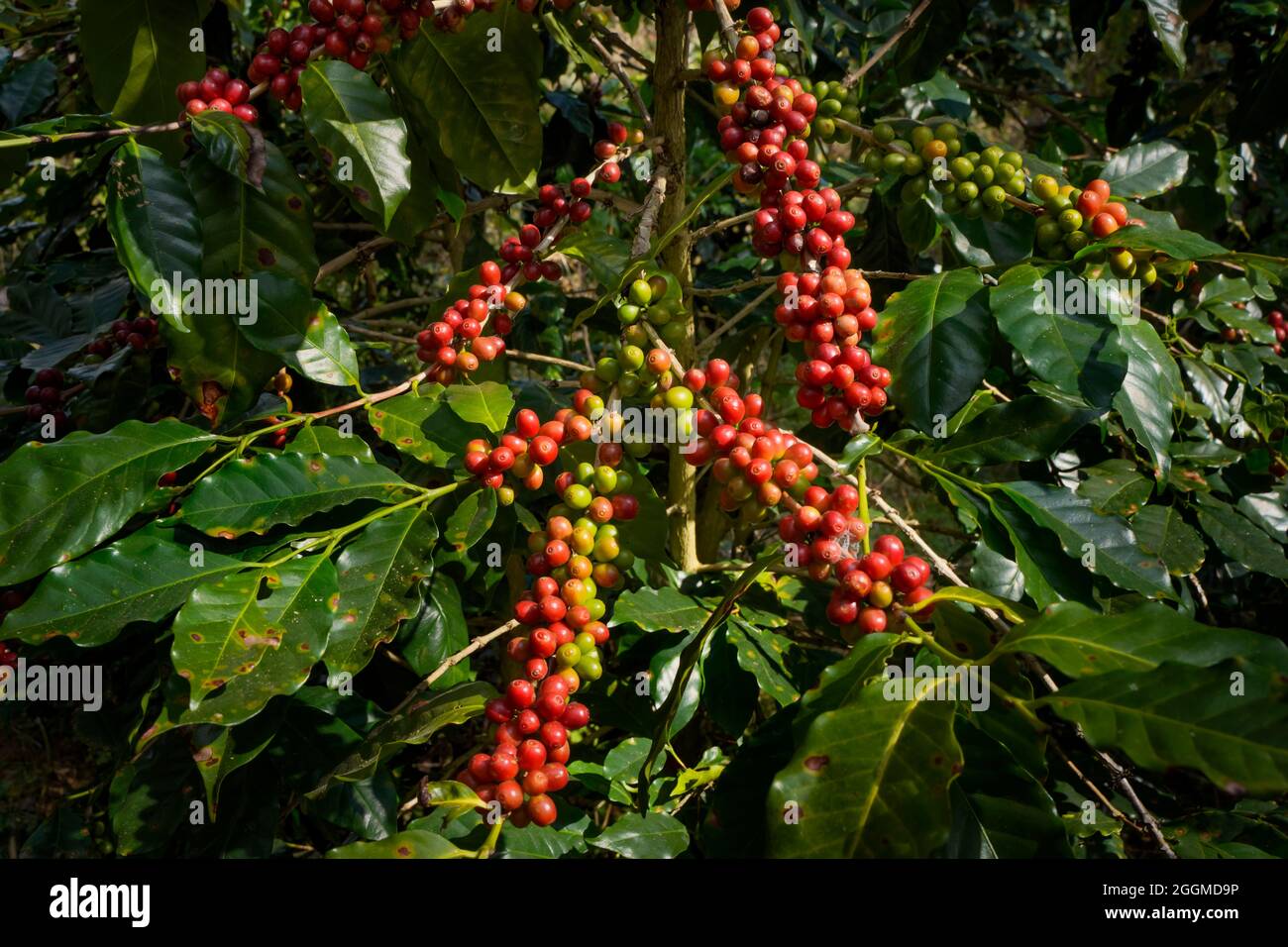 Ramo rosso crudo o maturo di arabica e robusta e fagioli di bacche di caffè biologico sull'albero. Coltivatore frutta in fattoria a Java. Caffè albero le piantagioni Foto Stock