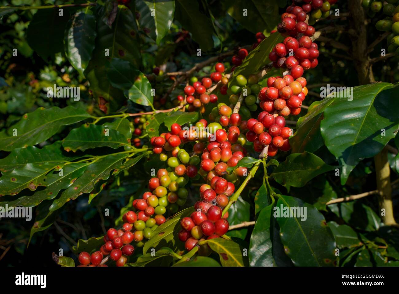 Ramo rosso crudo o maturo di arabica e robusta e fagioli di bacche di caffè biologico sull'albero. Coltivatore frutta in fattoria a Java. Caffè albero le piantagioni Foto Stock