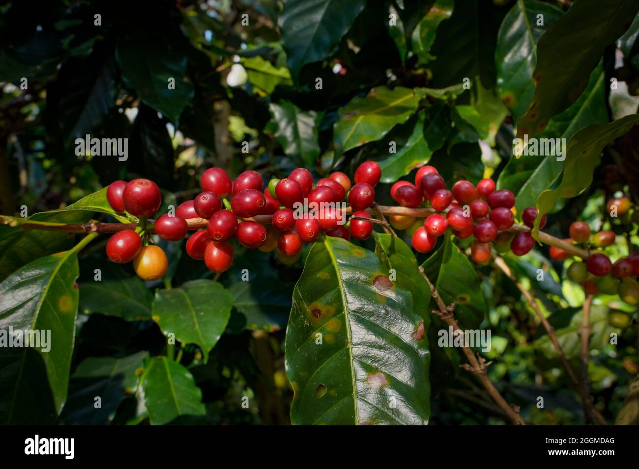 Ramo rosso crudo o maturo di arabica e robusta e fagioli di bacche di caffè biologico sull'albero. Coltivatore frutta in fattoria a Java. Caffè albero le piantagioni Foto Stock