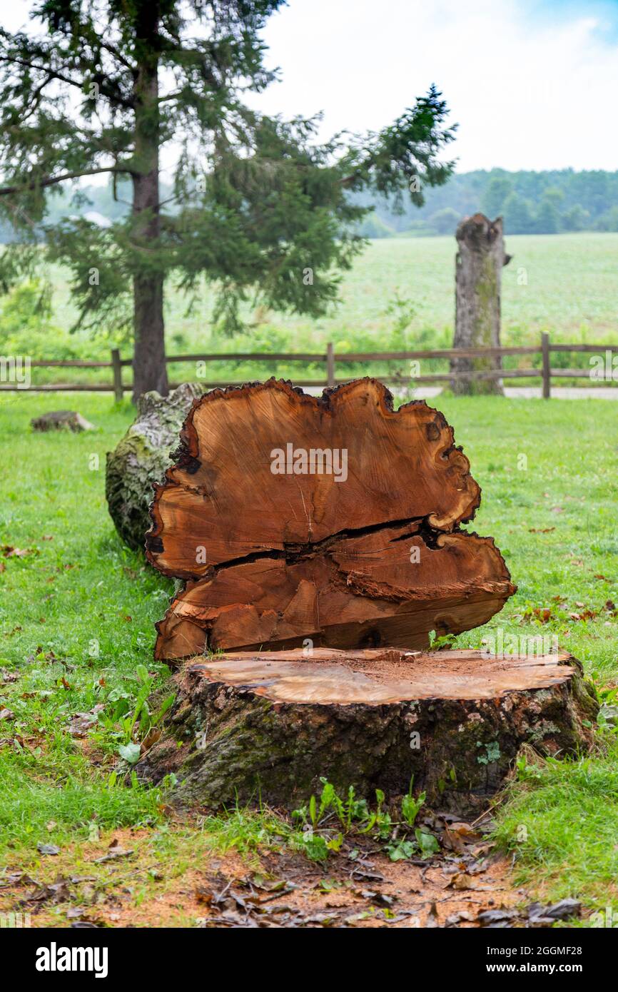 Un albero morto abbattuto nella contea di DeKalb vicino Spencerville, Indiana, Stati Uniti. Foto Stock