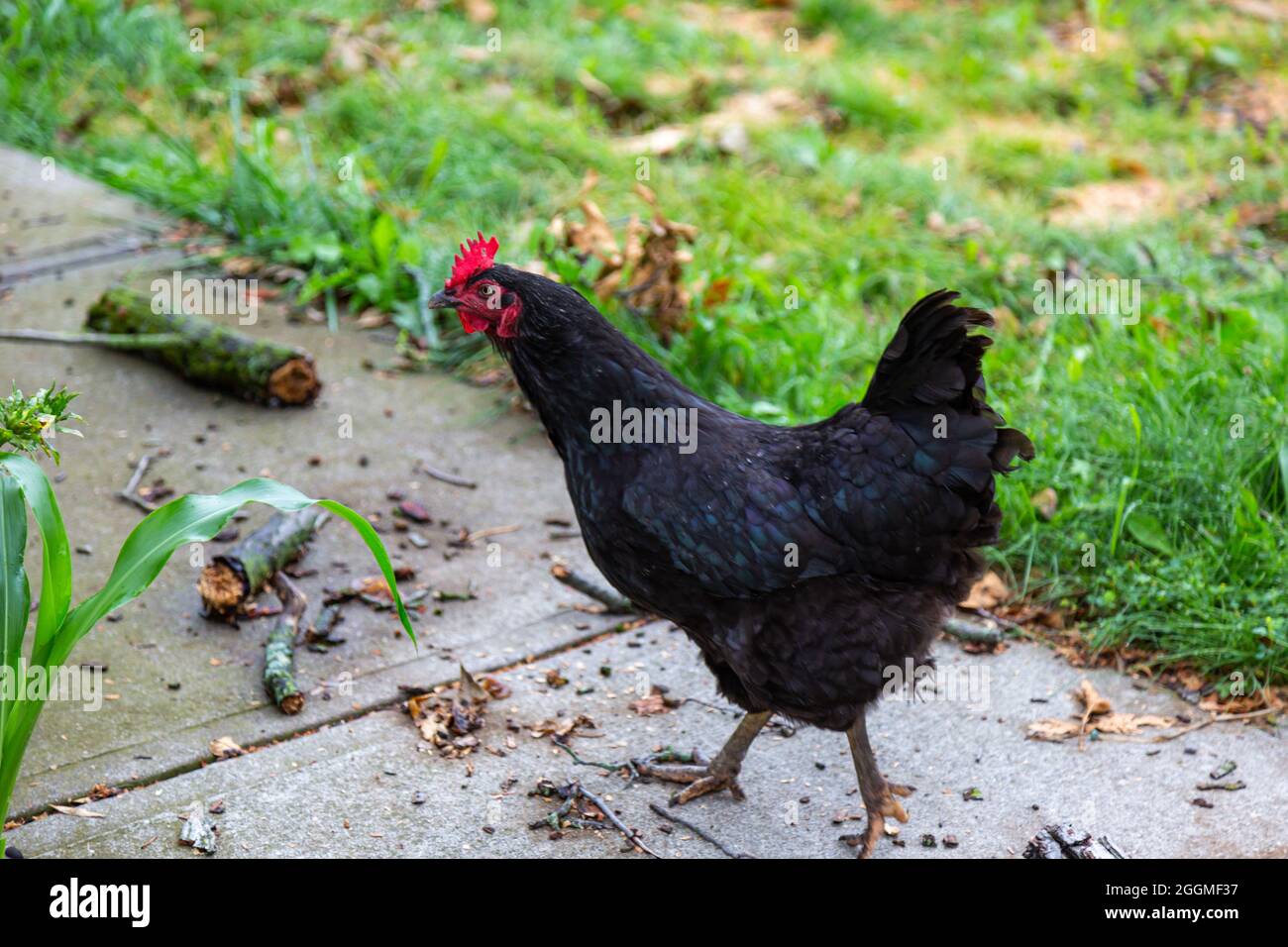 Una gallina di pollo australorpo nera libera vaga la sua fattoria DeKalb County vicino a Spencerville, Indiana, USA. Foto Stock
