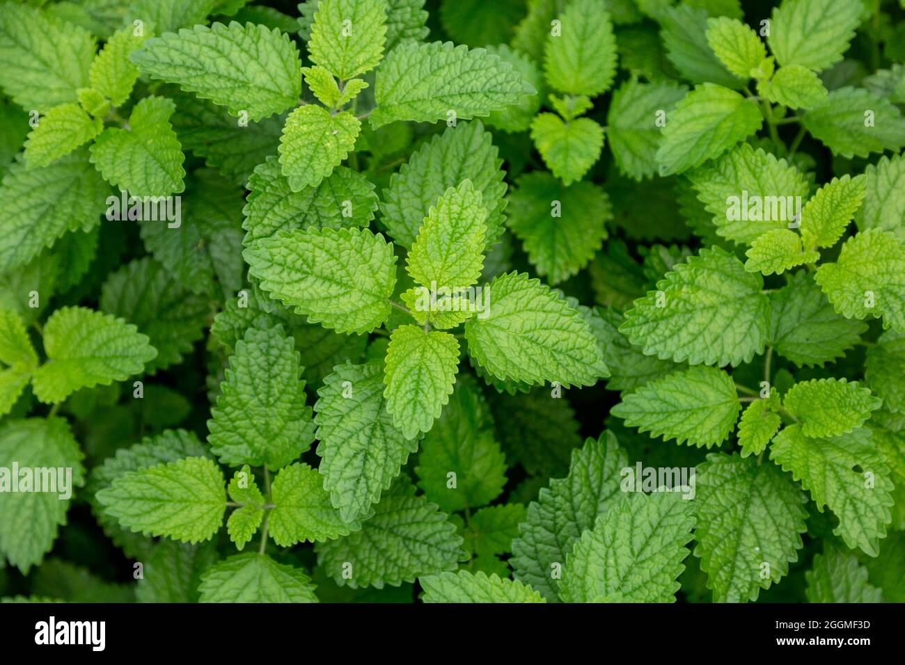 Balsamo di limone che cresce in una fattoria della contea di DeKalb vicino Spencerville, Indiana, USA. Foto Stock