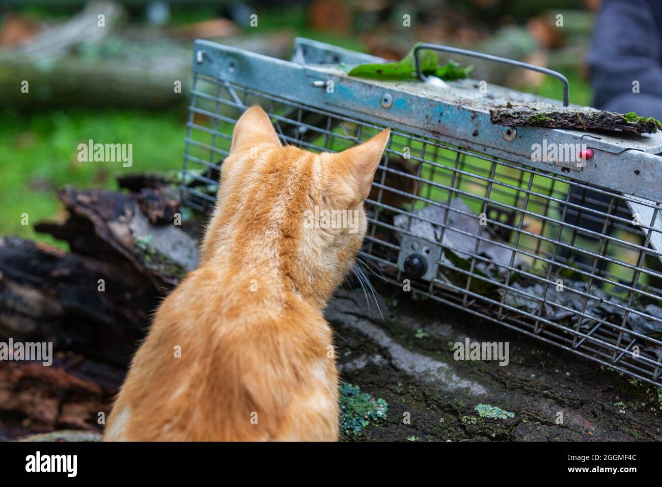 Un gatto guarda attentamente l'animale all'interno della trappola viva in questa fattoria della contea di DeKalb vicino Spencerville, Indiana, USA. Foto Stock