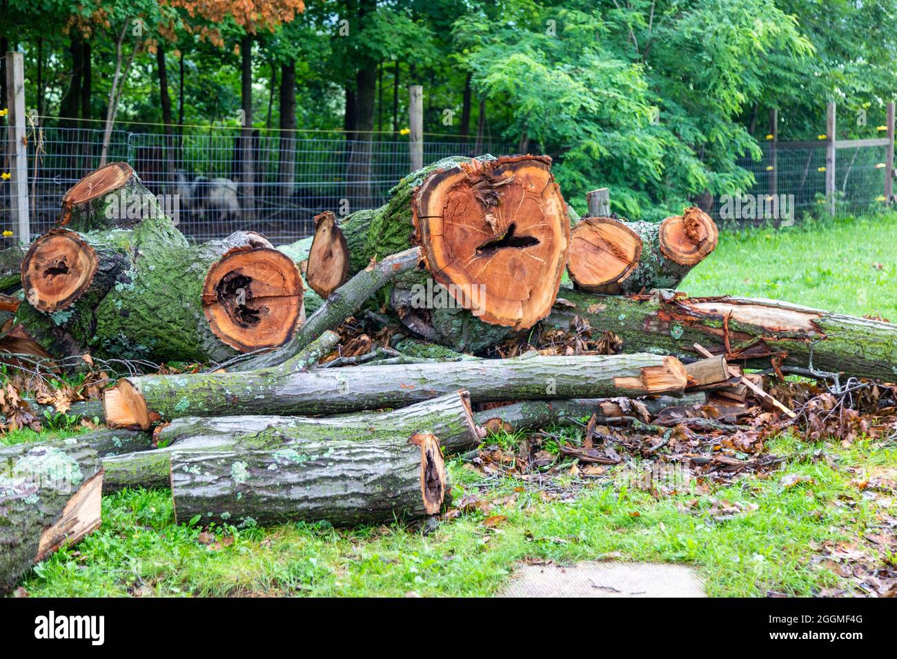 Un albero di quercia morto abbattuto è stato tagliato nei tronchi nella contea di DeKalb vicino Spencerville, Indiana, Stati Uniti. Foto Stock