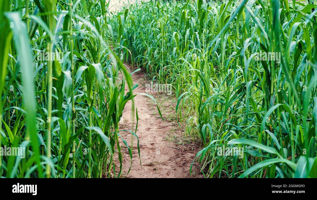 Piccolo modo che passa attraverso vicino miglio giovane o campo di Bajara. Bellissimo scatto all'aperto di miglio campo Foto Stock