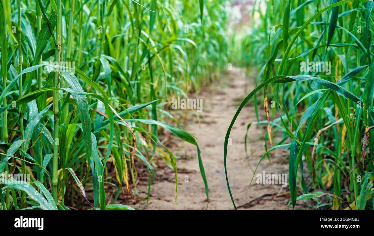 Piccolo modo che passa attraverso vicino miglio giovane o campo di Bajara. Bellissimo scatto all'aperto di miglio campo Foto Stock