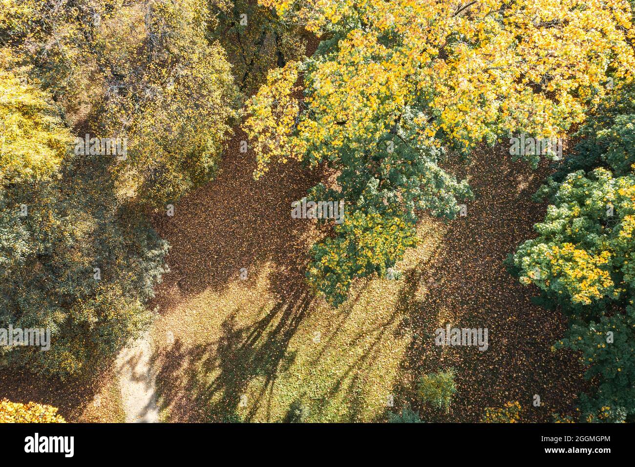 sorvolando un colorato tretop con foglie gialle nella soleggiata giornata autunnale. fotografia con droni. Foto Stock