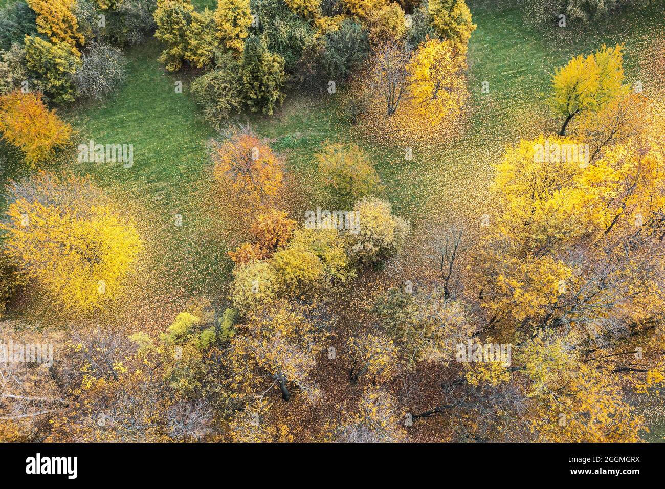 vista aerea dall'alto di alberi gialli, arancioni e verdi nella foresta autunnale. foto drone Foto Stock
