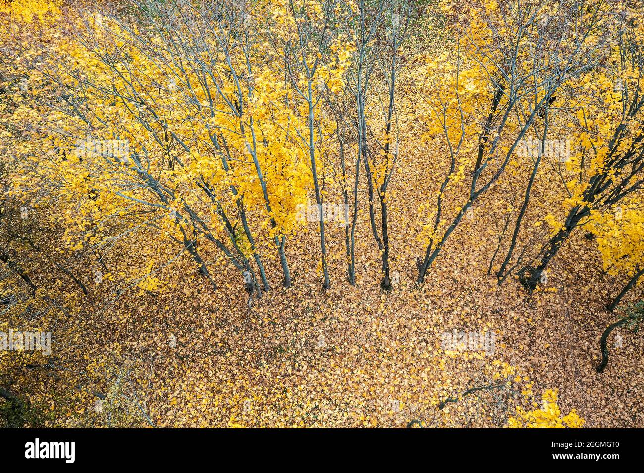 paesaggio forestale autunnale. alberi gialli luminosi e foglie colorate sul pavimento della foresta. vista aerea Foto Stock