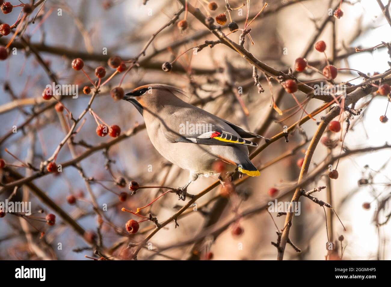 waxwing bohémien, nome latino Bombycilla garrulus, seduta sul ramo in autunno o inverno. Il waxwing, un bellissimo uccello tufted, siede su un brancho Foto Stock