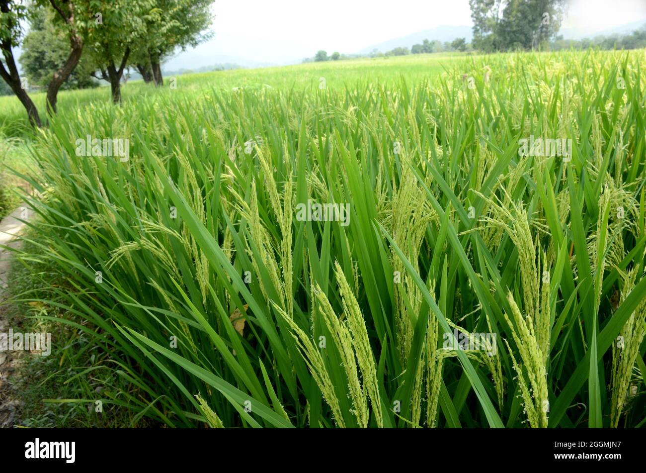 closeup il mazzo verde di paddy pianta matura con grani che crescono nella fattoria su fuori fuoco sfondo bianco verde. Foto Stock