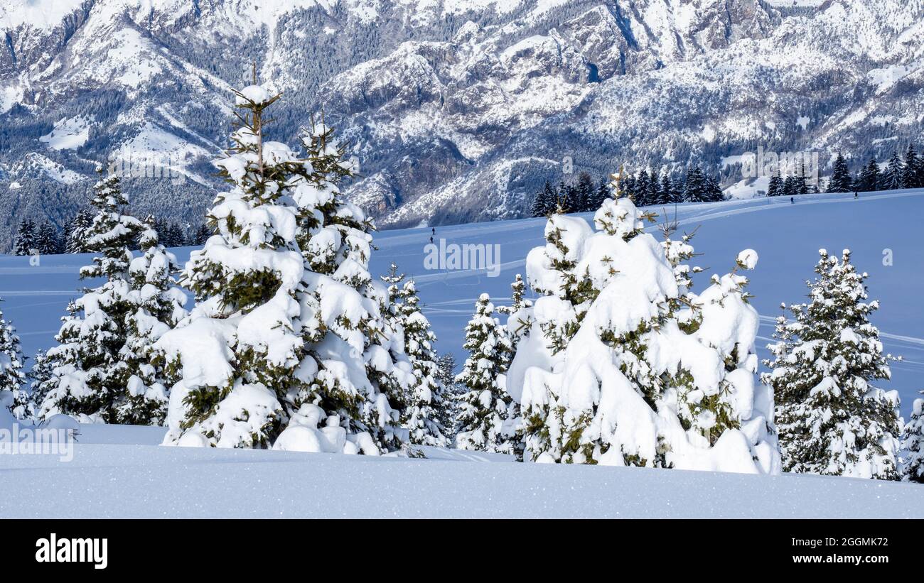 Vista incredibile dei pini ricoperti da fiocchi di neve dopo la nevicata. Concorso alpino e invernale. alpi europee. Natura meravigliosa Foto Stock