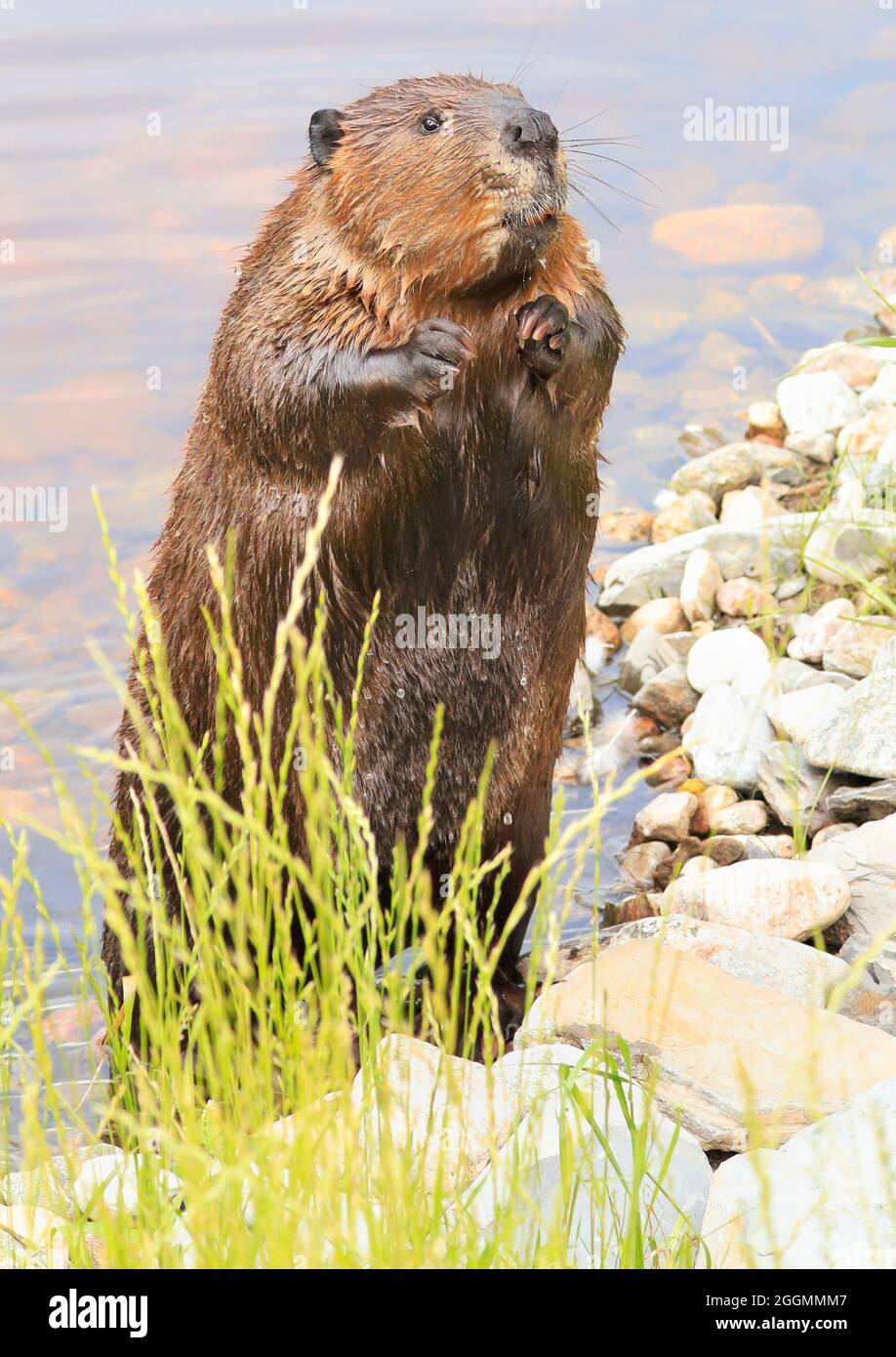 Ritratto di un castoro nordamericano in piedi, Quebec, Canada Foto Stock