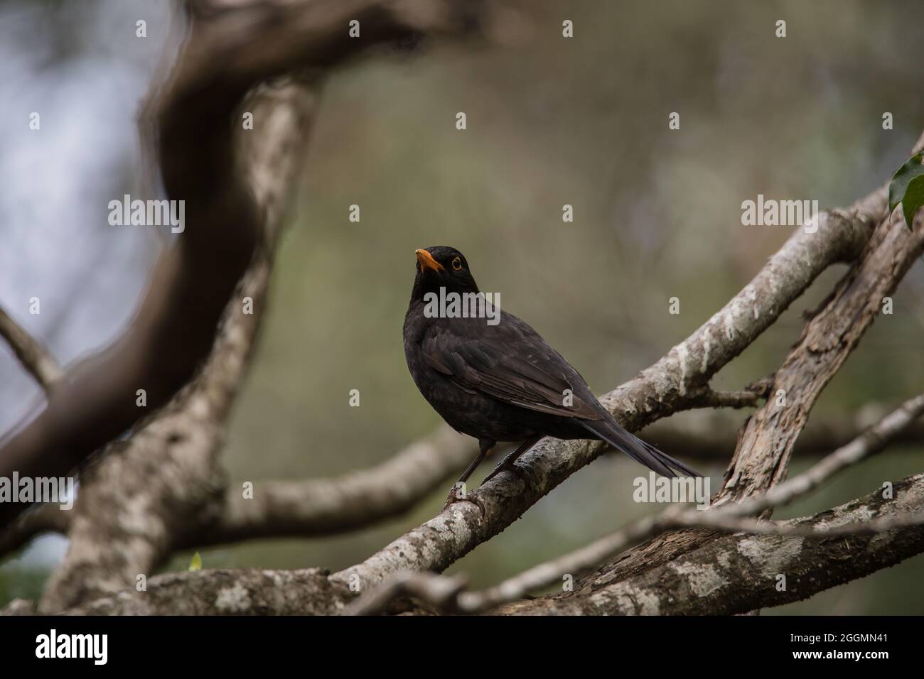 Blackbird maschio su un ramo in una foresta. Foto Stock