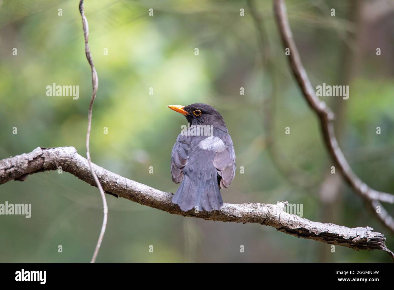 Blackbird maschio su un ramo in una foresta. Foto Stock
