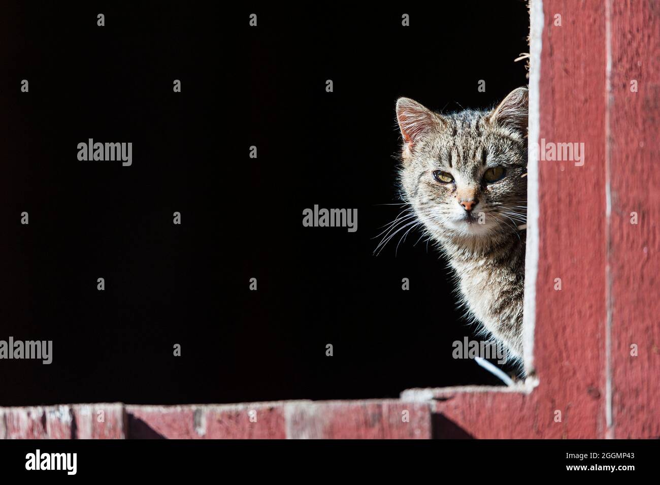 Cute faccia del gatto che guarda fuori dell'edificio Foto Stock