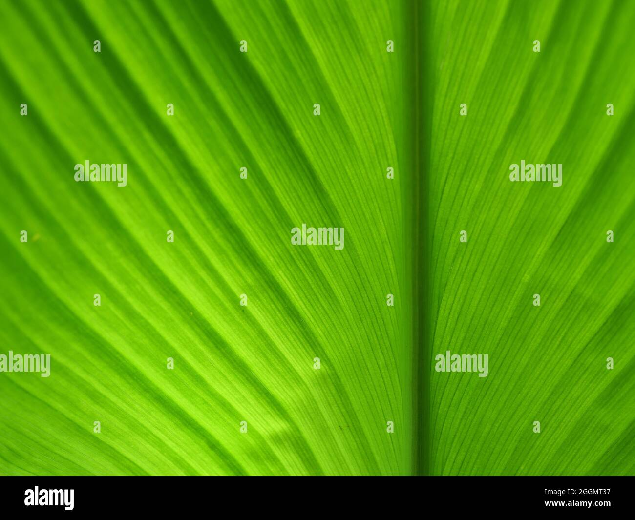 Linee e strisce di colore verde sulla superficie della foglia di curcuma, sfondo astratto dal luminoso con aree scure dalla luce naturale Foto Stock