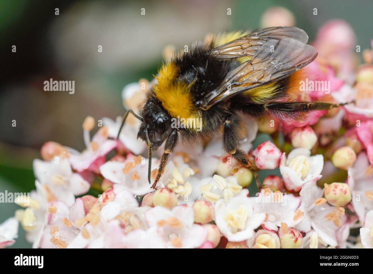 Bumblebee che si nutrono di viburnum tinus fiori dopo la pioggia Foto Stock