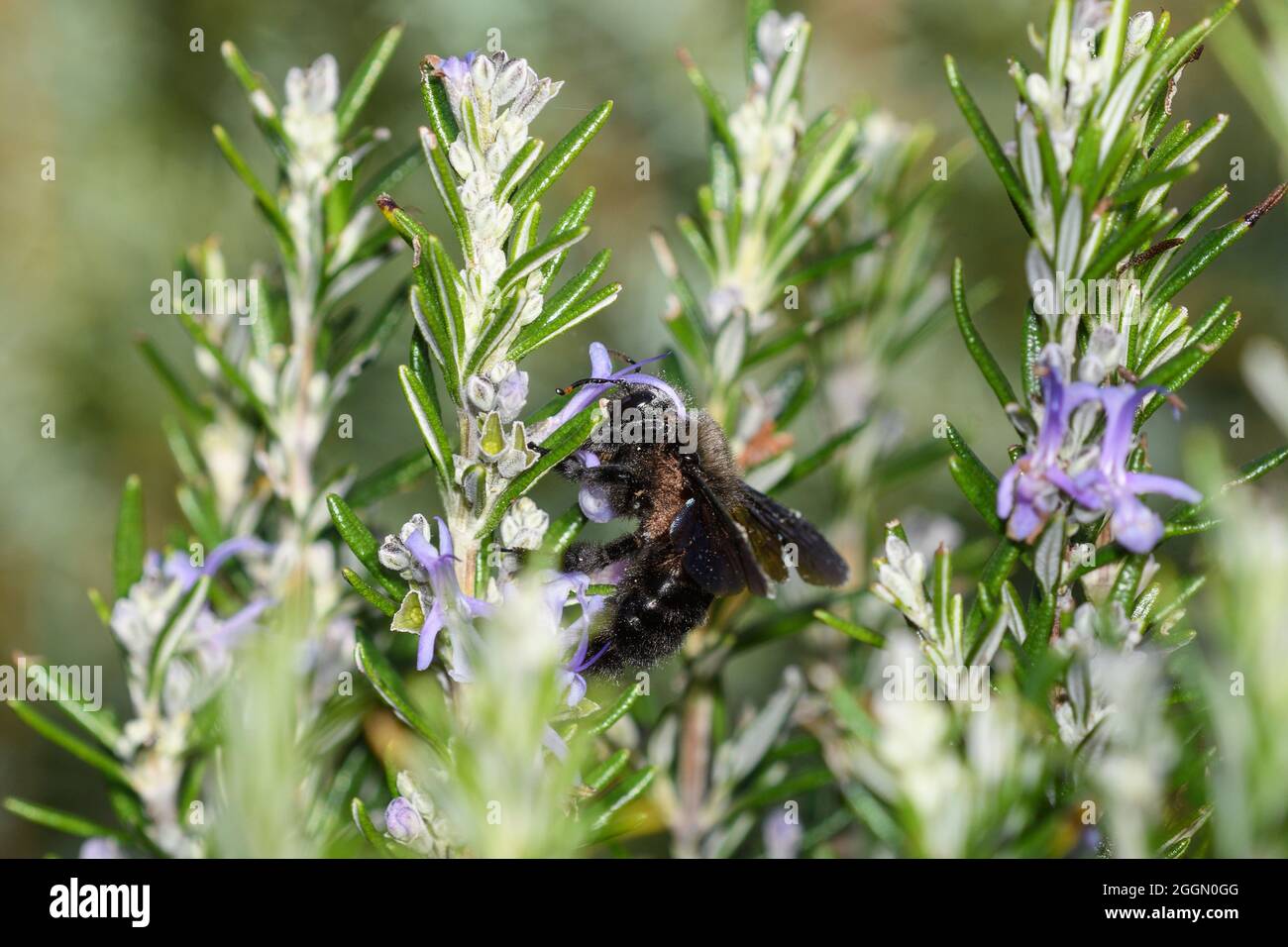 L'ape del carpentiere si nuote sui fiori del rosmarino, con i grani del polline dalla relativa testa che spazzolano contro il pistil del fiore Foto Stock