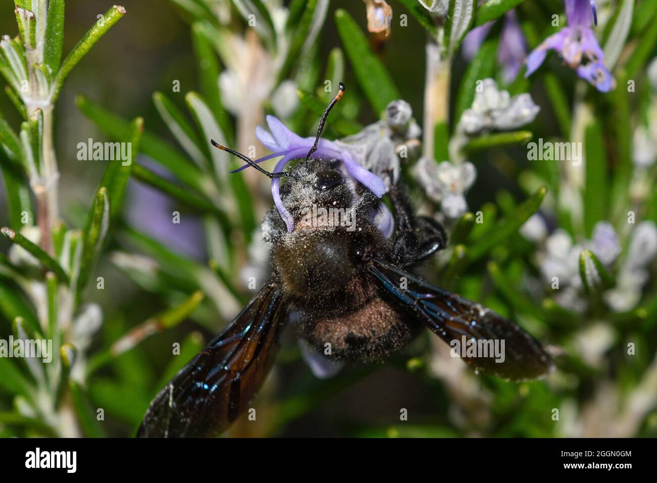 Particolare della testa dell'ape del falegname con le antere del fiore del rosmarino che depositano polline sul suo corpo Foto Stock